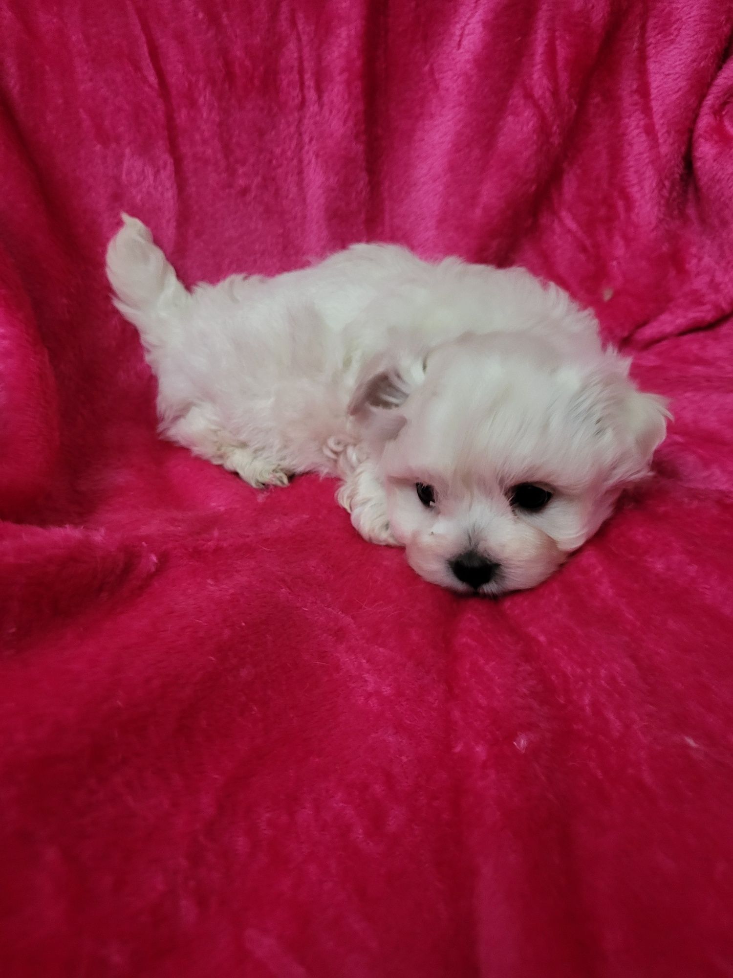 Bichon Maltês  menina excelente exemplar da raça