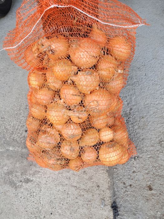 Cebula polski rolnik