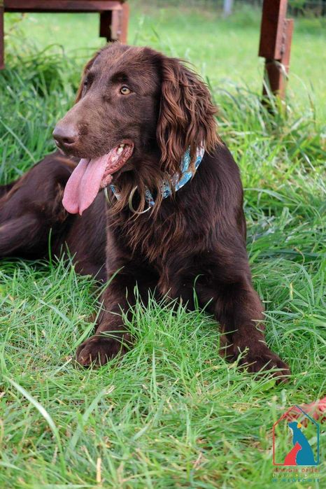 Piękna, duża w typie rasy, pełna radości życia i miłości do ludzi