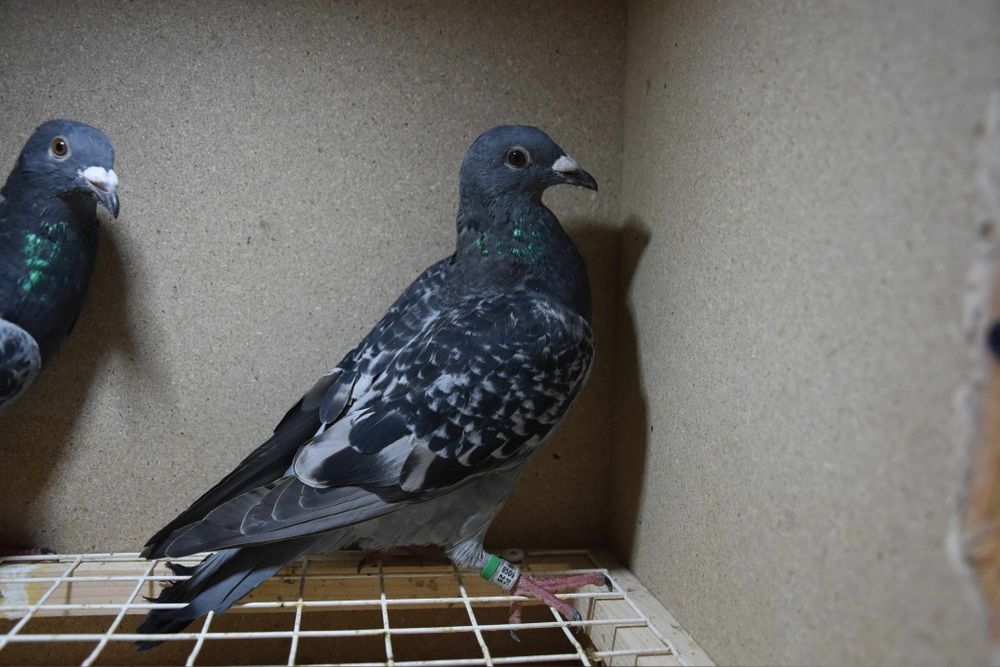 Gołębie młode linia Mustang