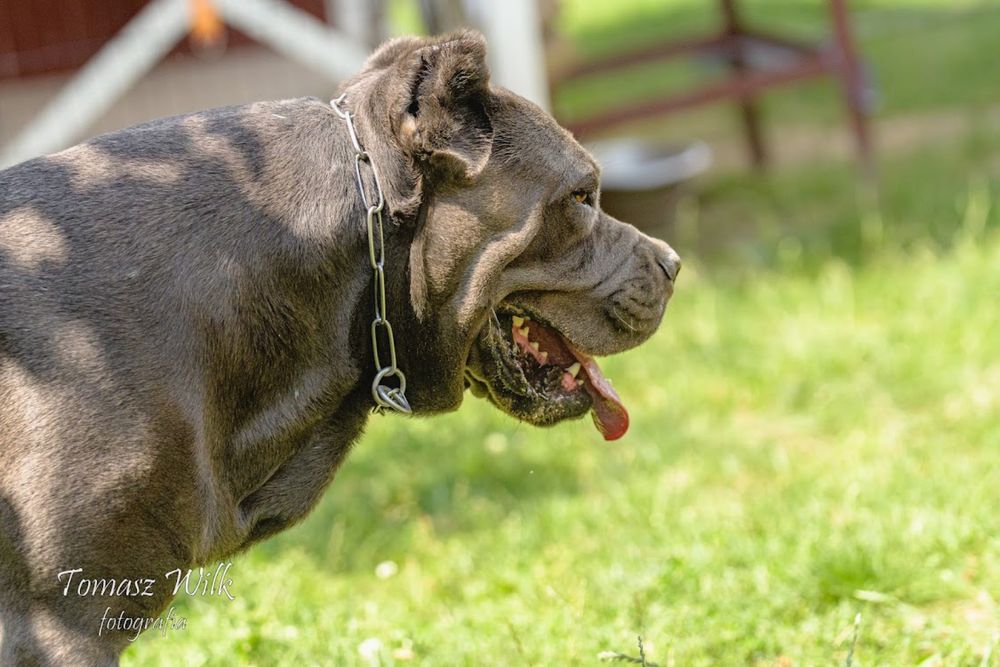 Reproduktor Cane Corso Italiano WEPAR Crazy Clan krycie ZKwP FCI