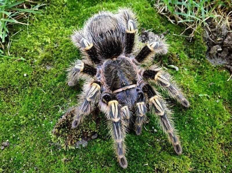 Паук птицеед для новичка Grammostola aureostriata (pulchripes)