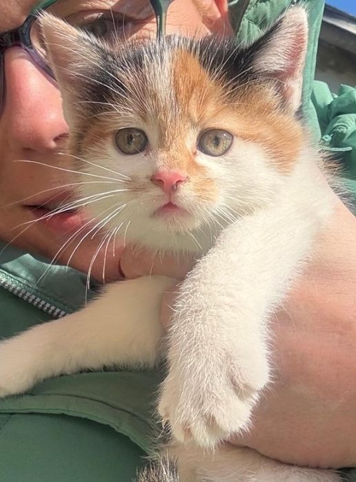 Oddam za darmo dwa kotki po Persie