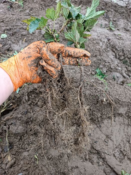 Sadzonka czarnej porzeczki KOŃCOWKA ODSORT