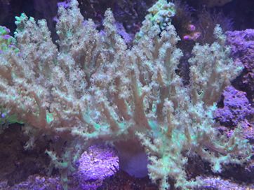 Sinularia zielona fluo koralowce morskie