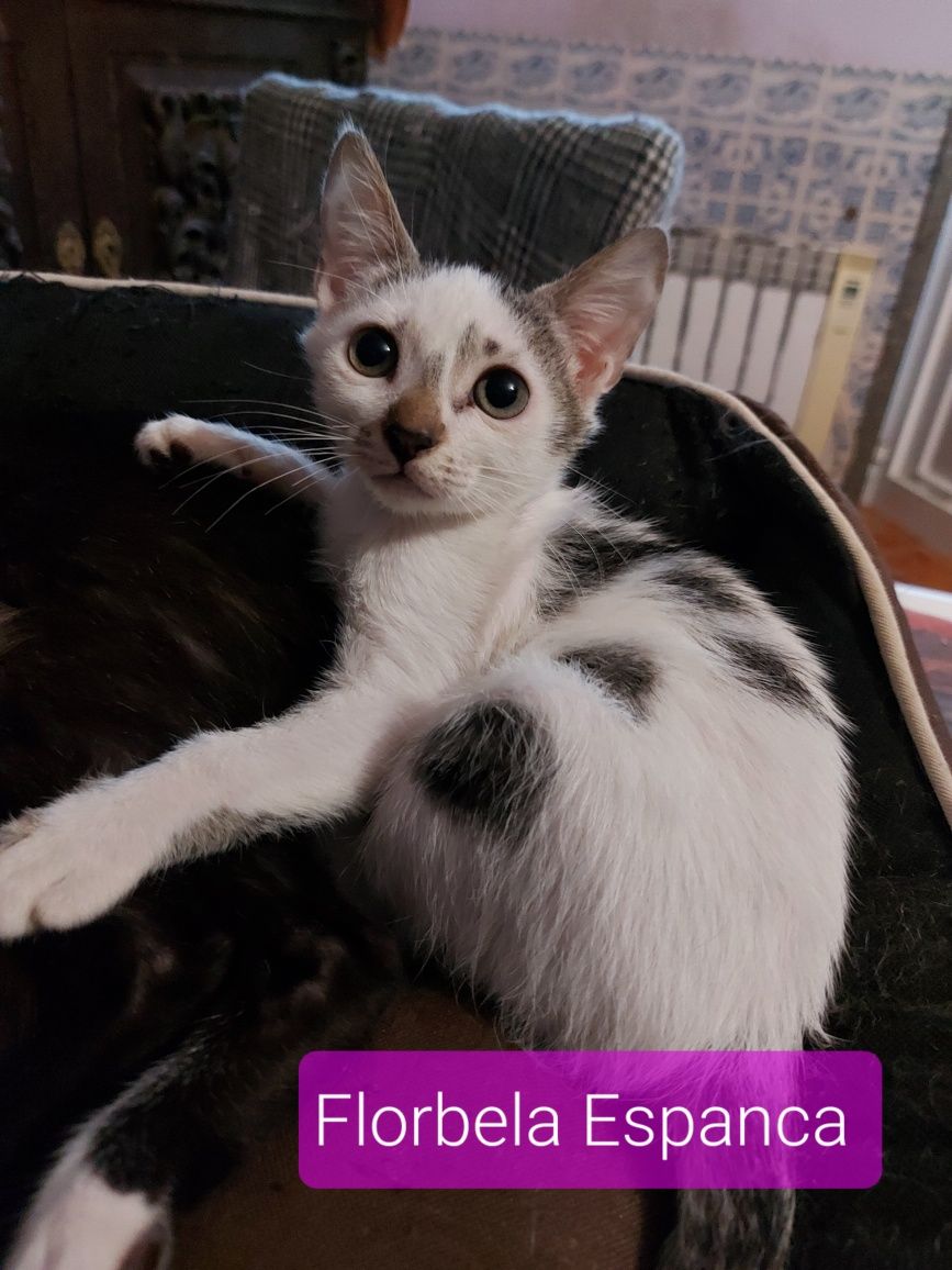 Gatinhos bebés para adoção
