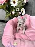 Buldof francuski blue lilac merle gotowy do odbioru