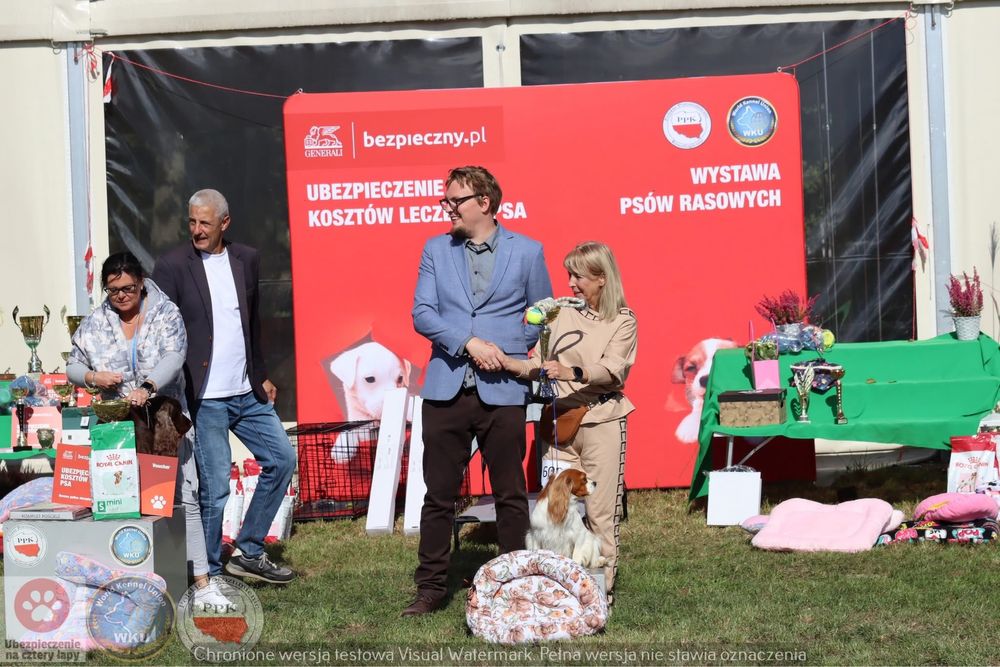 Zapowiedz miotu cavalier