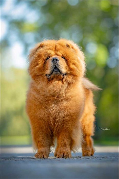 Chow Chow piesek z rodowodem ZKwP/FCI