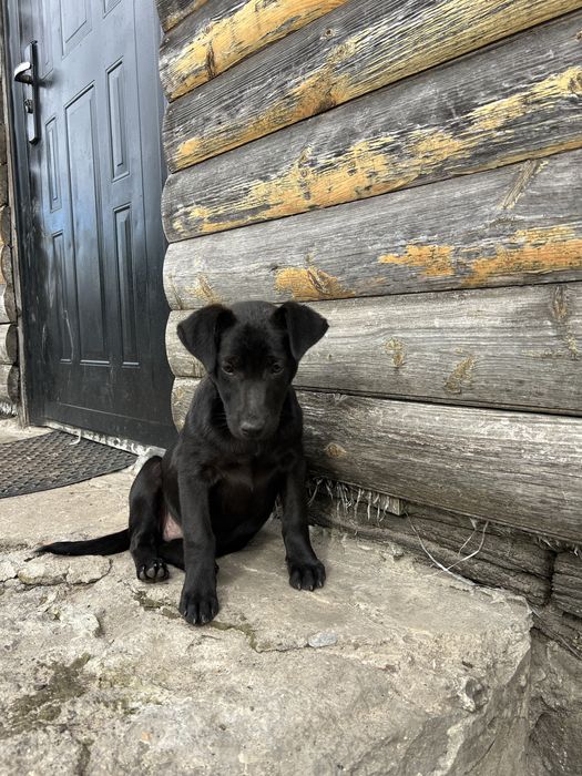 Віддам у добрі руки