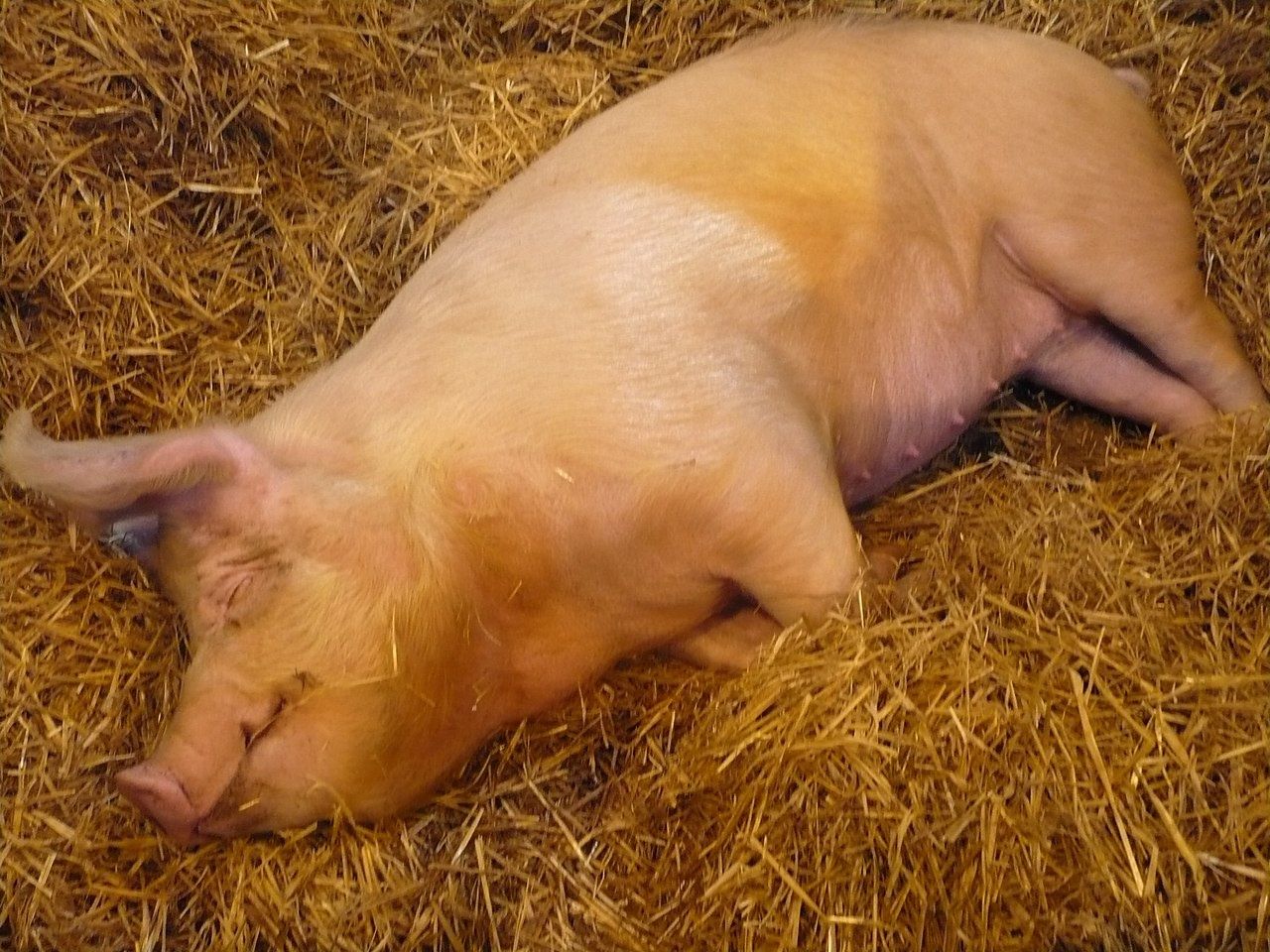Домашние свиньи живим весом,без добавок