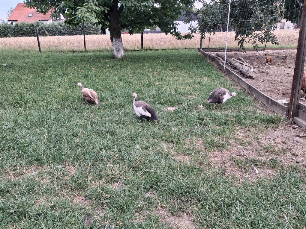 Perliczki jaj lęgowe
