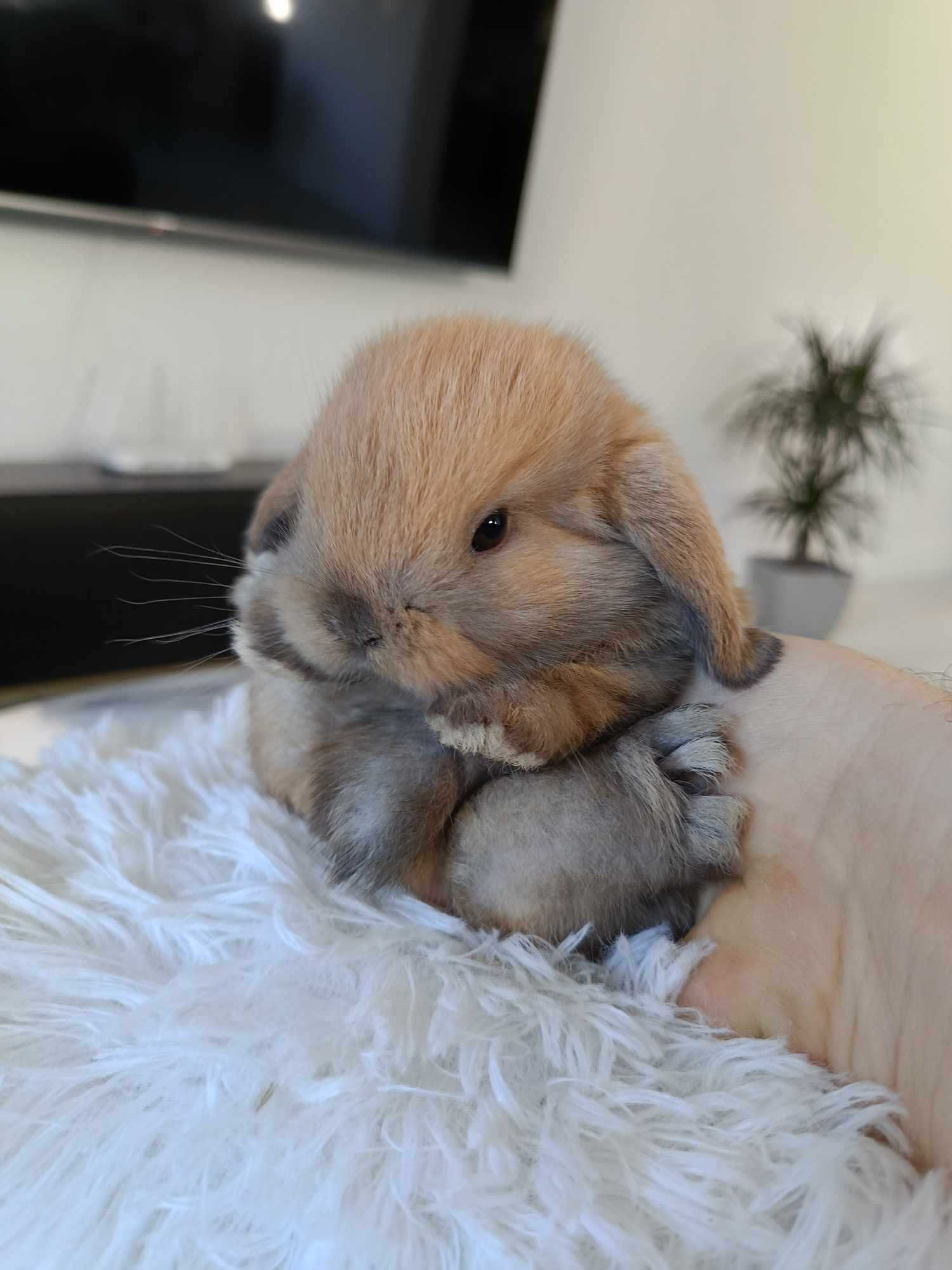 Mini lop karzełek Teddy hodowla zarejestrowana