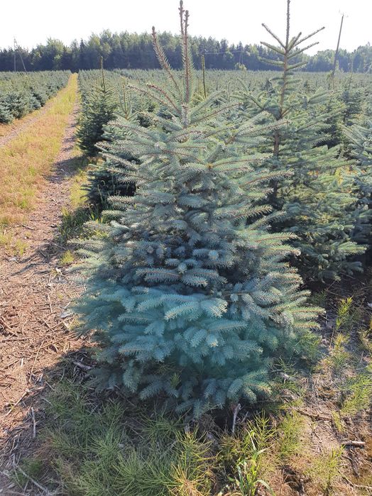 Świerk kłujący cięty 175-250 cm/ w donicy 60-180 cm/ TuChoinki.pl