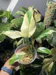 Rhaphidophora tetrasperma variegata monstera minima