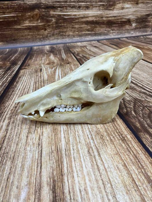 Czaszka dzika trofeum trofea myśliwskie uzębiona czaszka