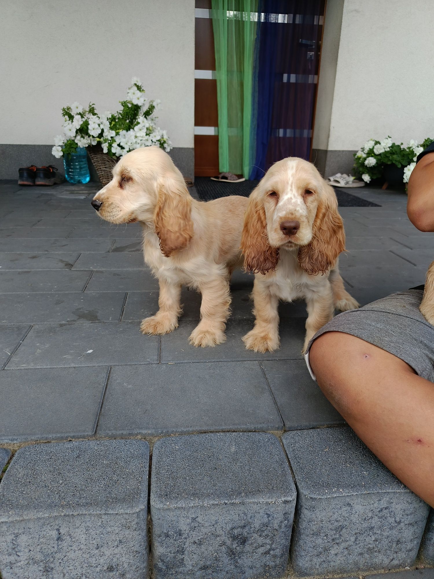 Cocker spaniel angielski