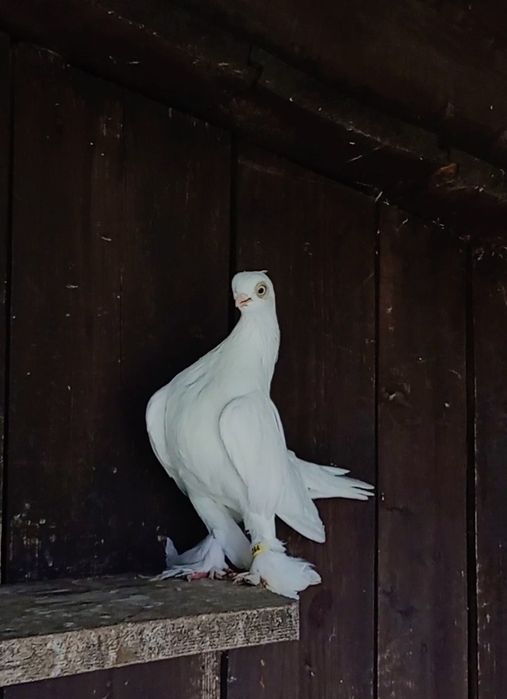 Samiczka pulsująca blauwindry gołębie ozdobne