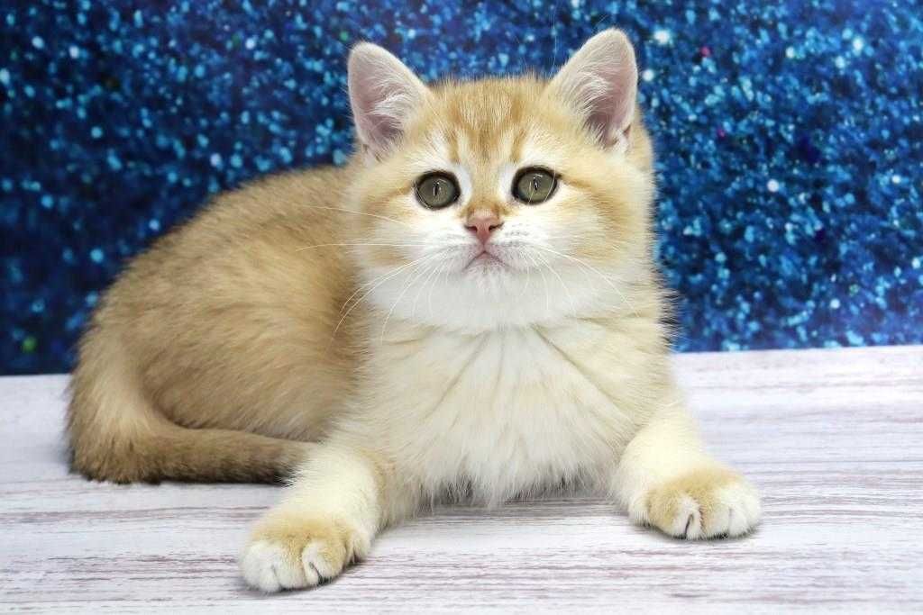 Чудесный котик, золотая шиншилла