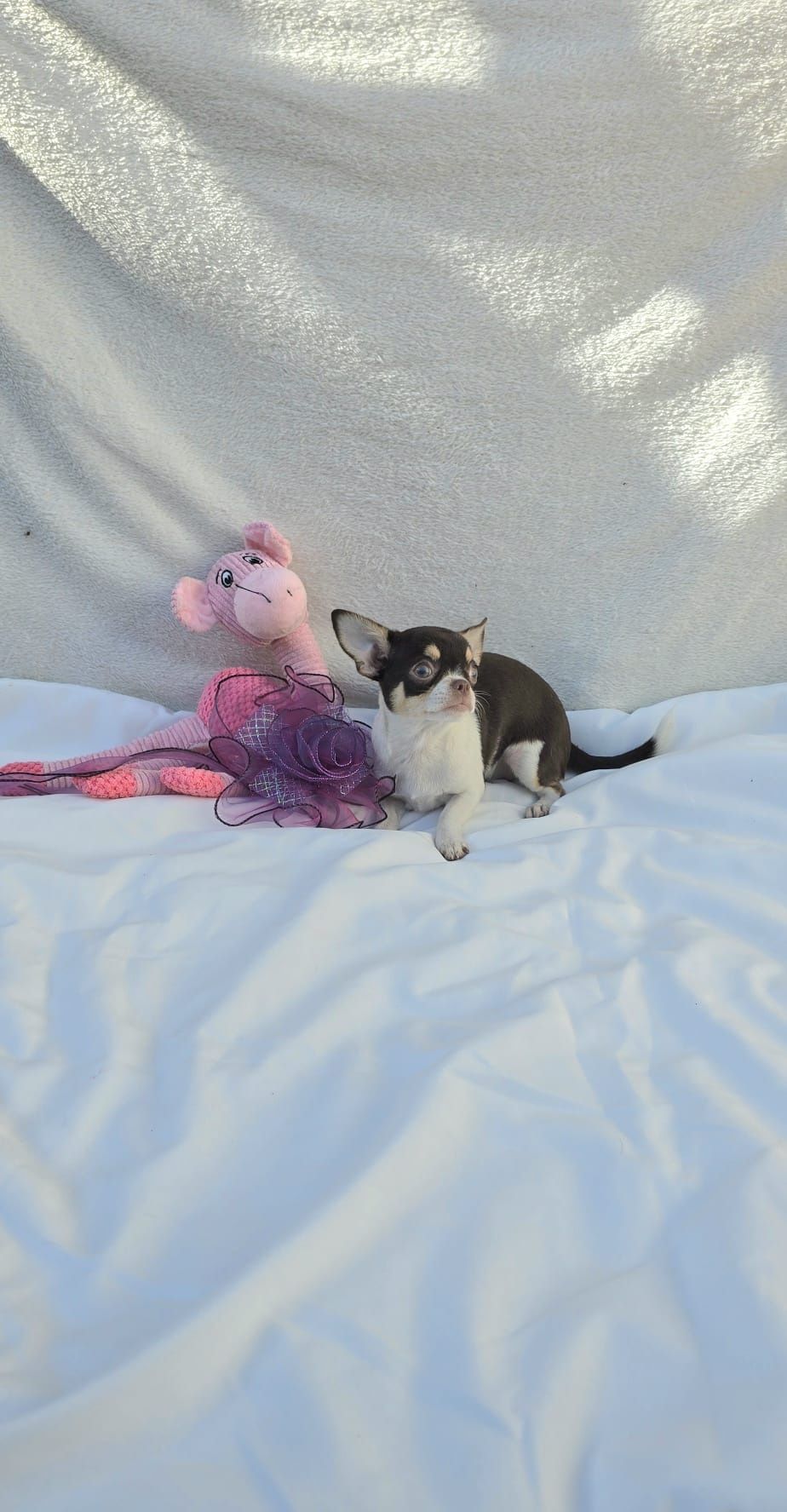 Chihuahua fêmea mini