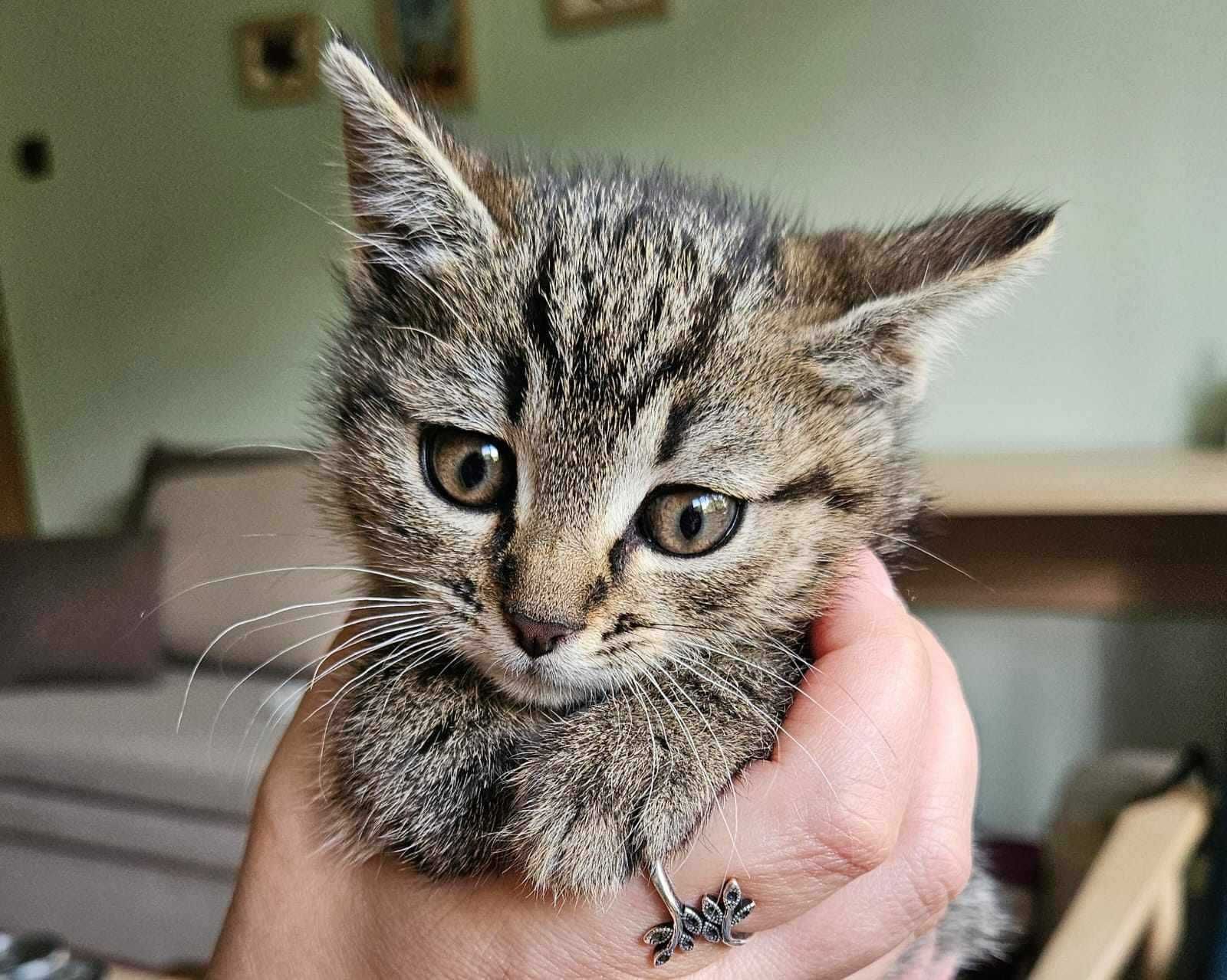 Młode kociaki do adopcji