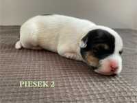 Parson Russell Terrier Piesek Zkwp (FCI)