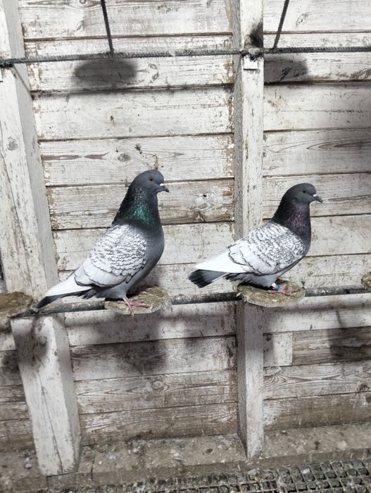 Gołębie rysie 25