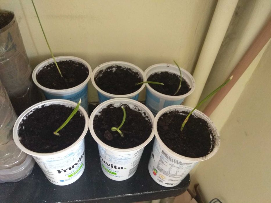 Sadzonki z pestek daktyla Izrael/Palestyna