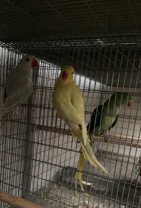 Casal de Ring Neches