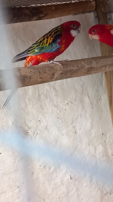 Rosela Macho vermelho