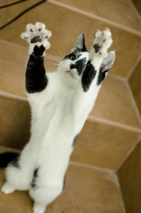 Malinowski z Fundacji MIASTO KOTÓW