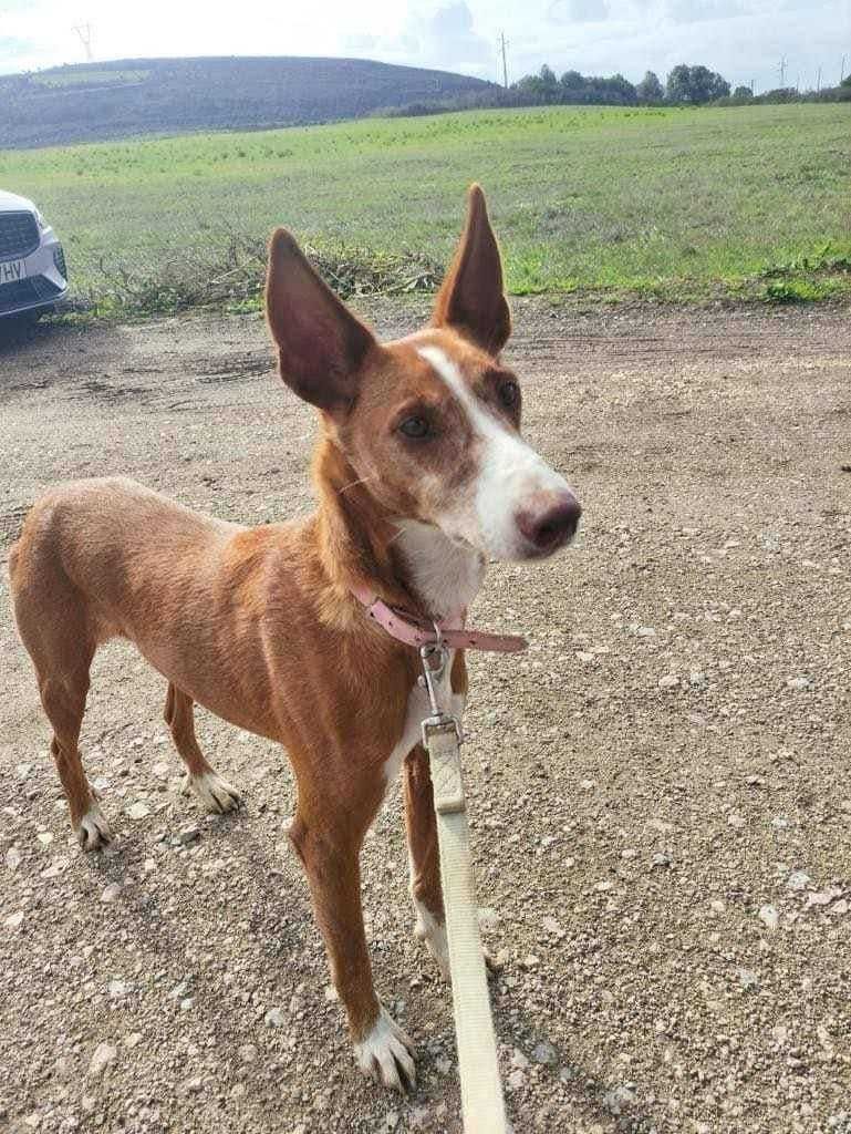 Tote - cão médio para adoção