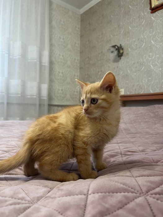 Котик (хлопчик) руденький