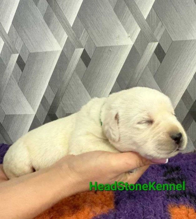 Щенки КСУ Лабрадор ретривер