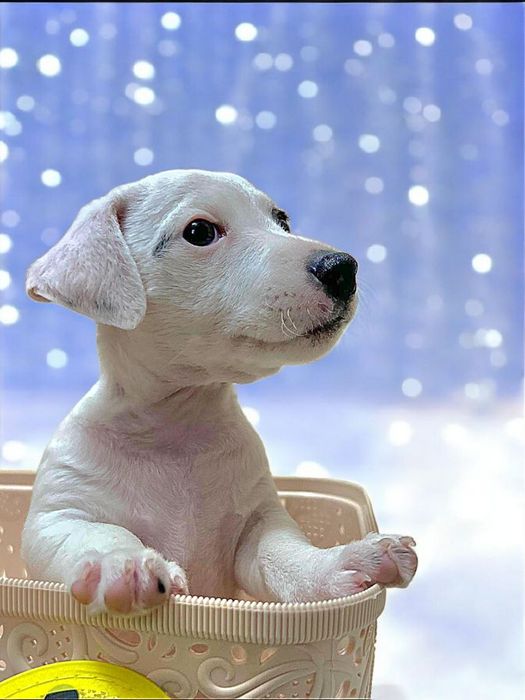 Круті джек- рассел!