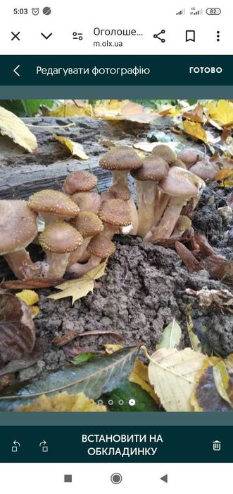 Свіжі опеньки лісові