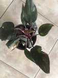 Roślina doniczkowa Filodendron Princess Philodendron