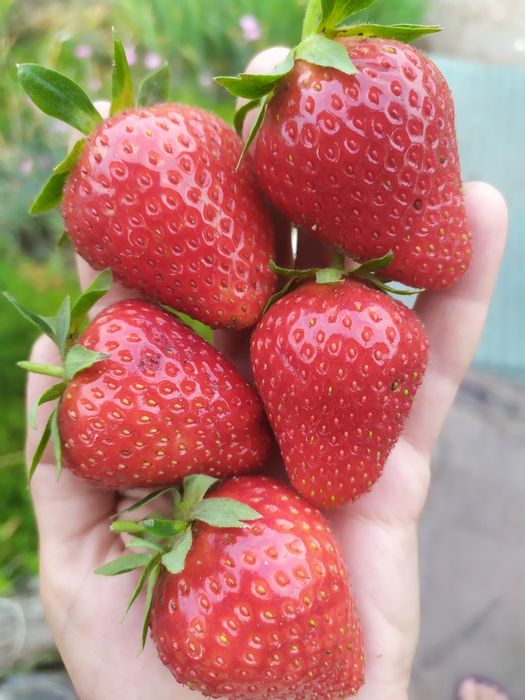 Клубника рання, середньо-пізня, ремонтантна, полуниця