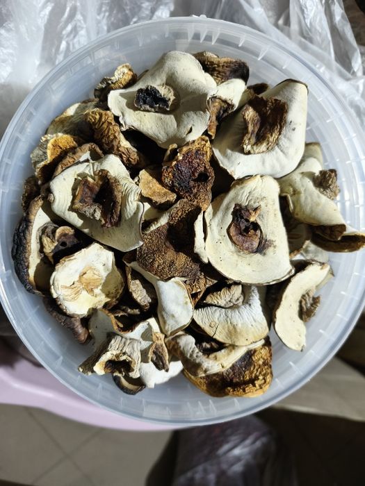 Продам білі гриби шапочка (шапка)