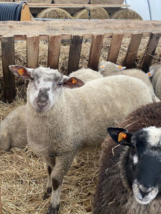 Tryki mięsne w mixie po Berrichonie