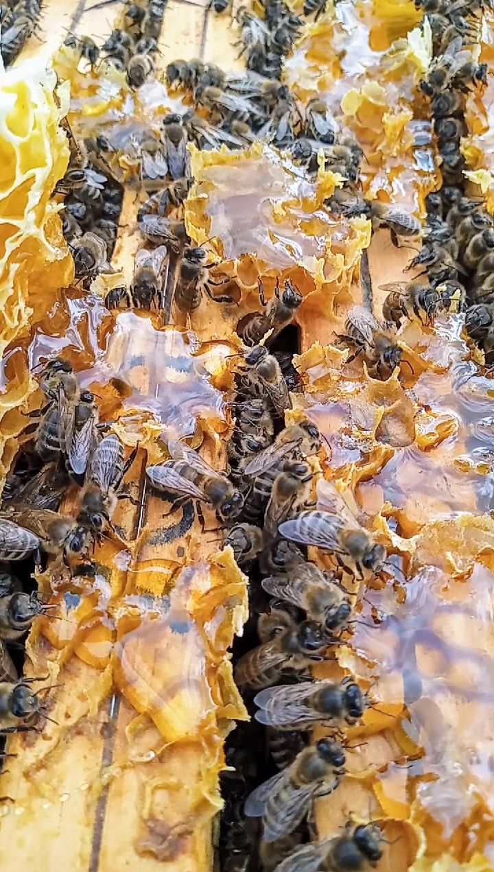 Zdrowa rodzina pszczela / pszczoły