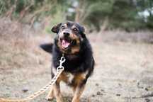 2 letni Bailey szuka domu!