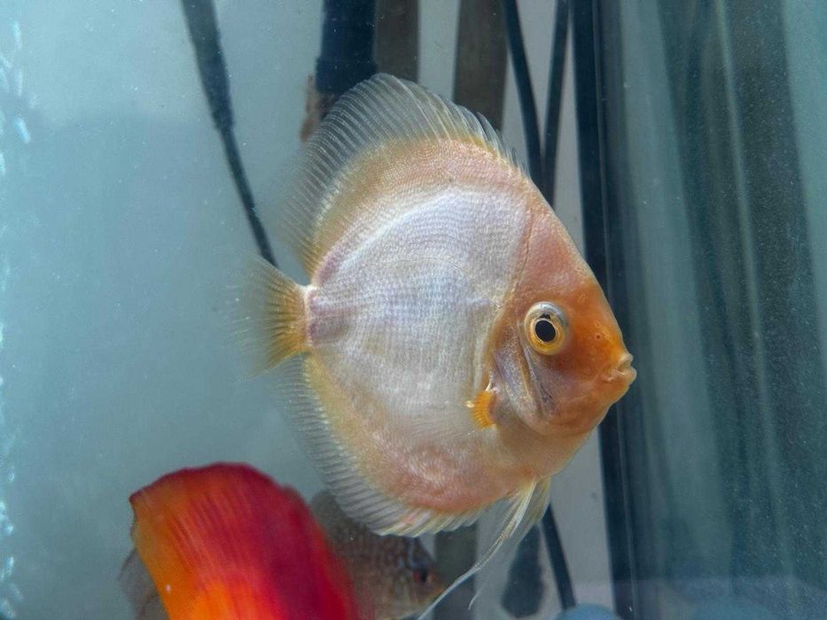 Discus Snow White 12-14cm