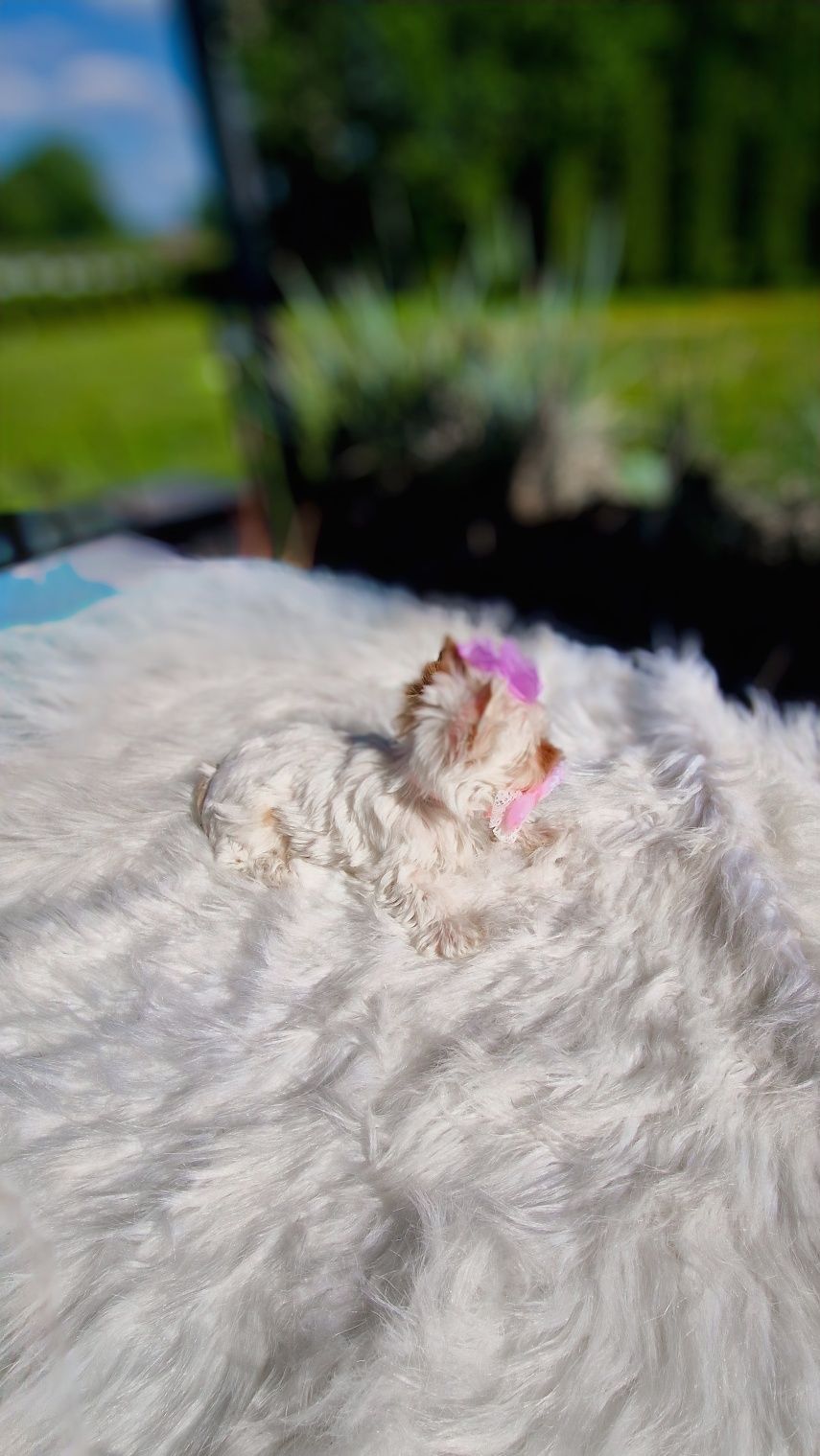 Wyjątkowa lalka Yorkshire Terrier – szkolona, gotowa do odbioru!