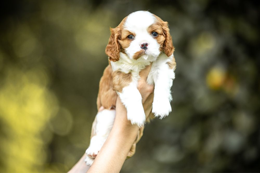 Cavalier King Charles Spaniel (FCI)
