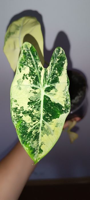 Alokazja Frydek Variegata