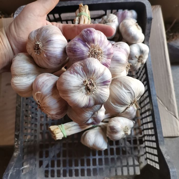 Czosnek, harnaś, 50 szt