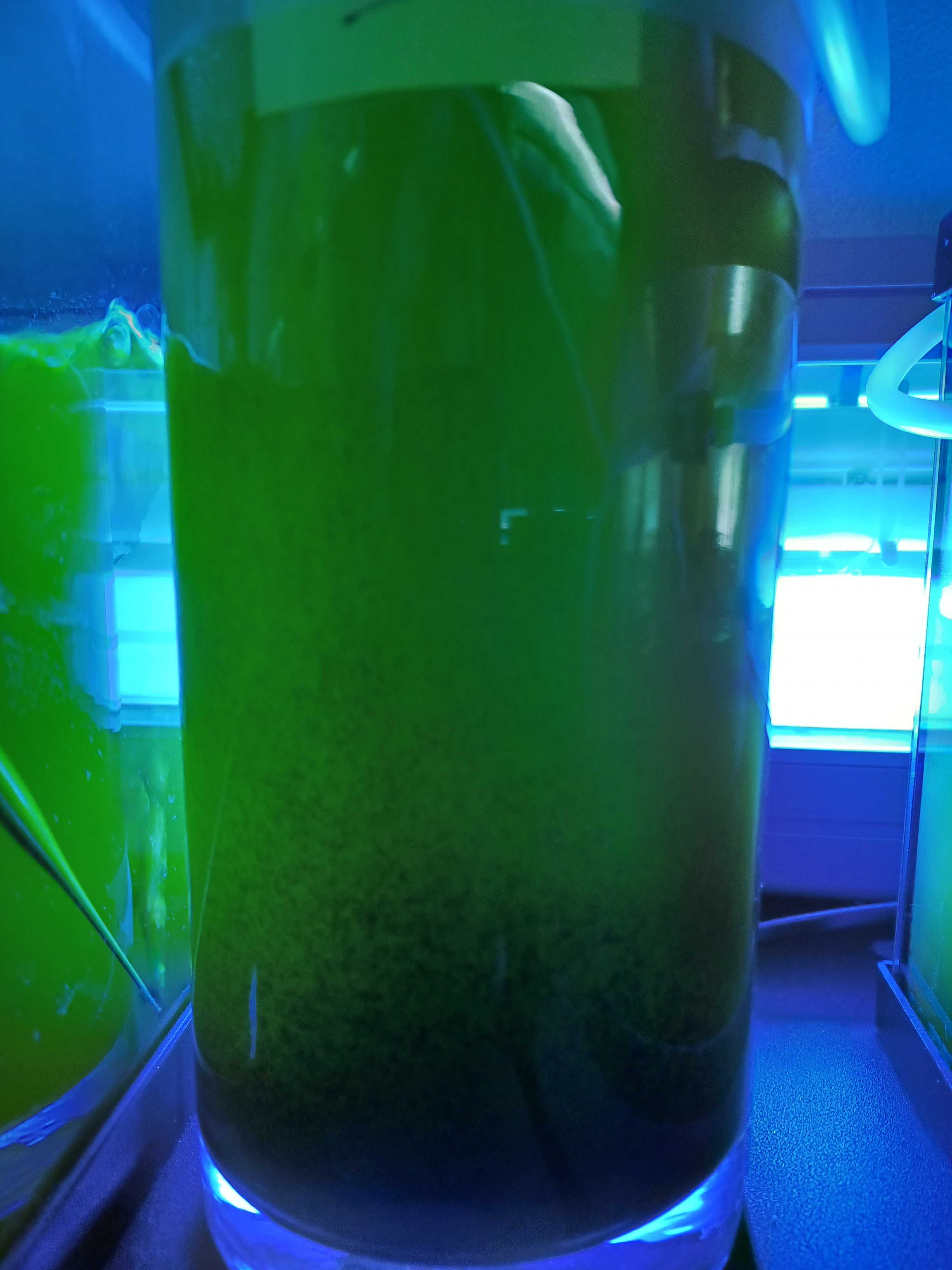 Microalgas de alta qualidade ideais para aquariofilia e rações animais