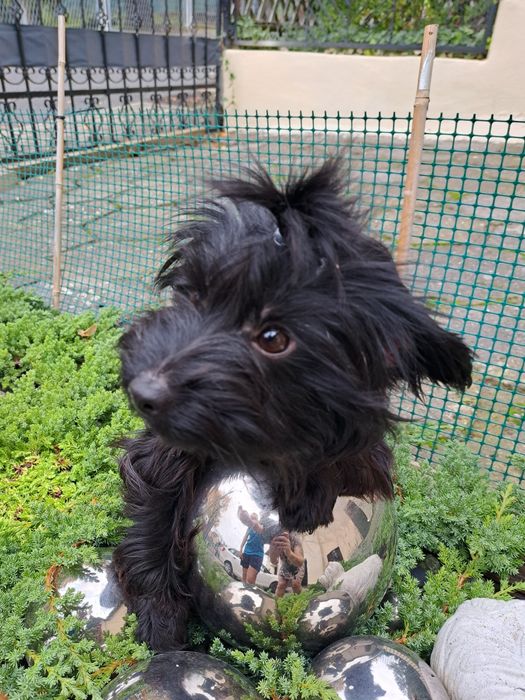 Yorkshire terrier