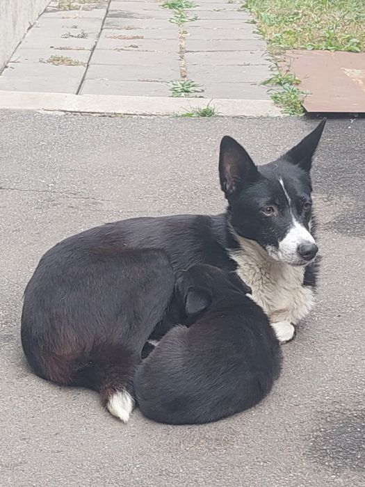 Отличные охранники и компаньены  Щенки в хорошие руки ( помесь л